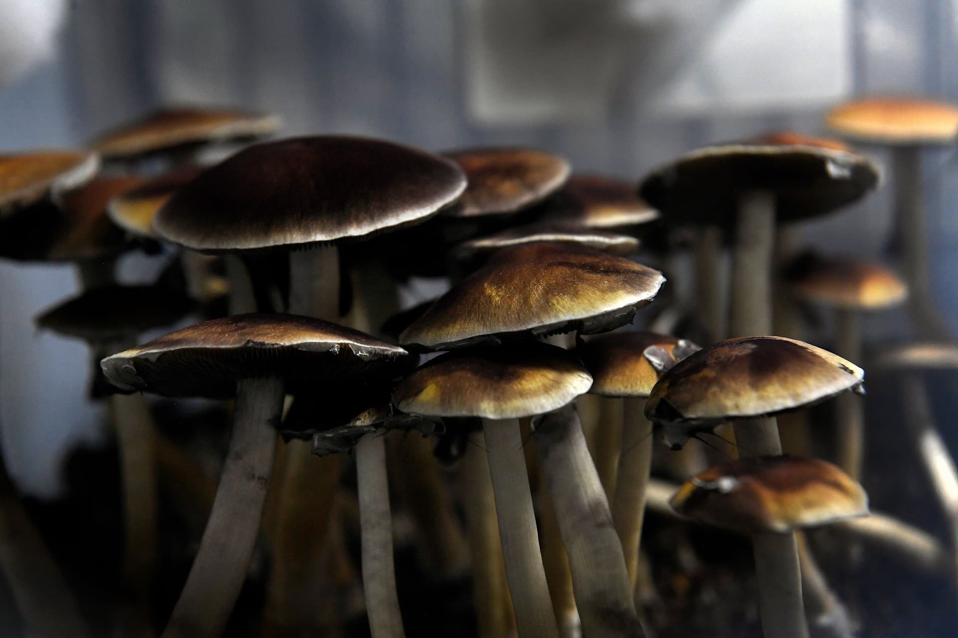 How to Buy Psychedelic Mushrooms & Magic Truffles for Scientific Research