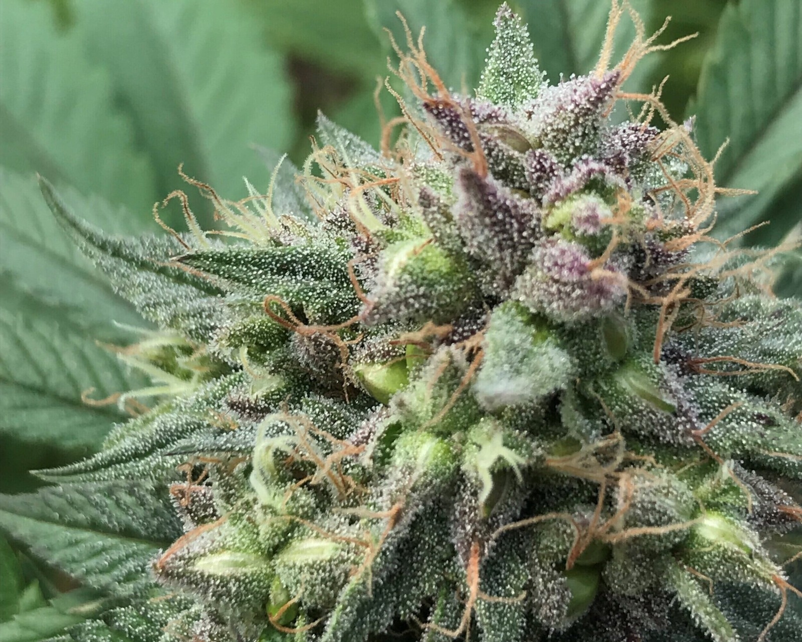 Pre-rolled Joints Australia – Trends in Pre-Rolled Cannabis Products