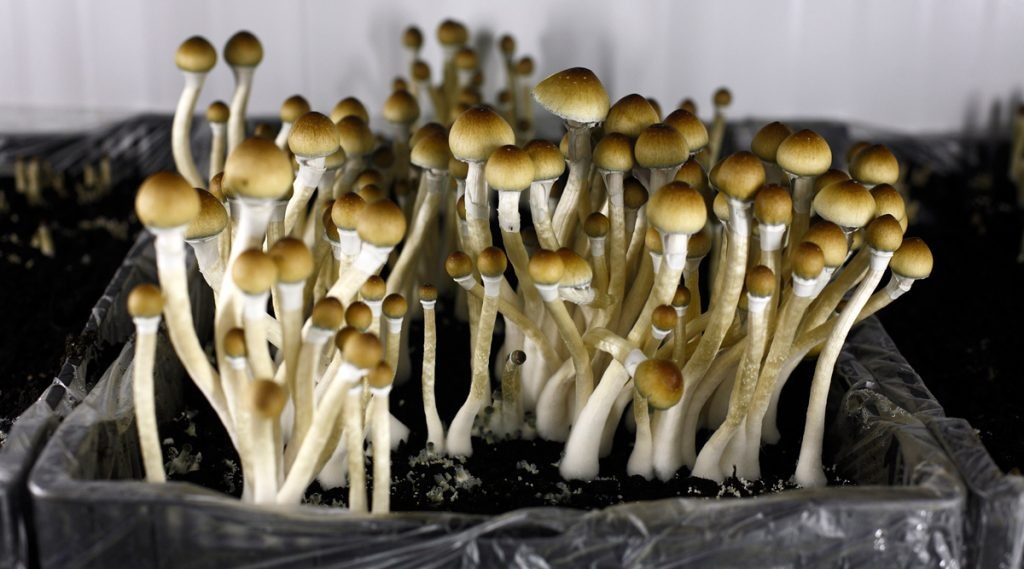 How to Buy Psychedelic Mushrooms & Magic Truffles for Scientific Research